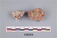 藏品(珊瑚標本)的圖片